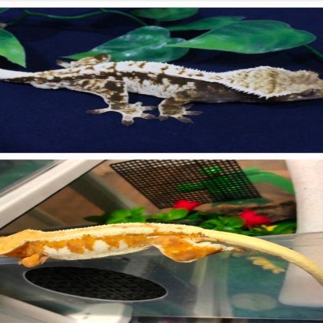 노멀 화이트스팟 화이트크라운 익스트림할리퀸