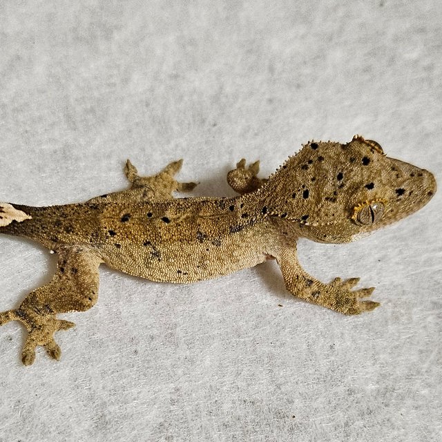 달마시안 벅스킨 노멀 옐로우 화이트 레드