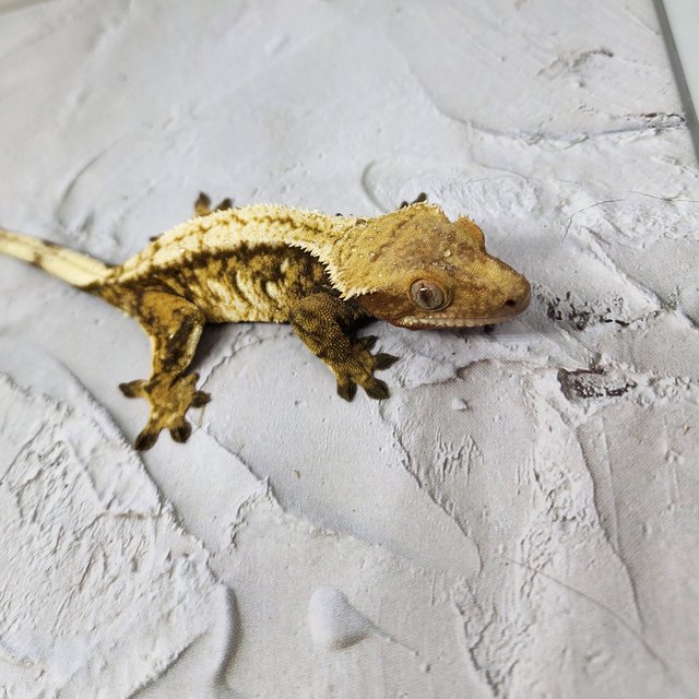 노멀 드리피 익스트림할리퀸 화이트스팟 화이트핀 레드