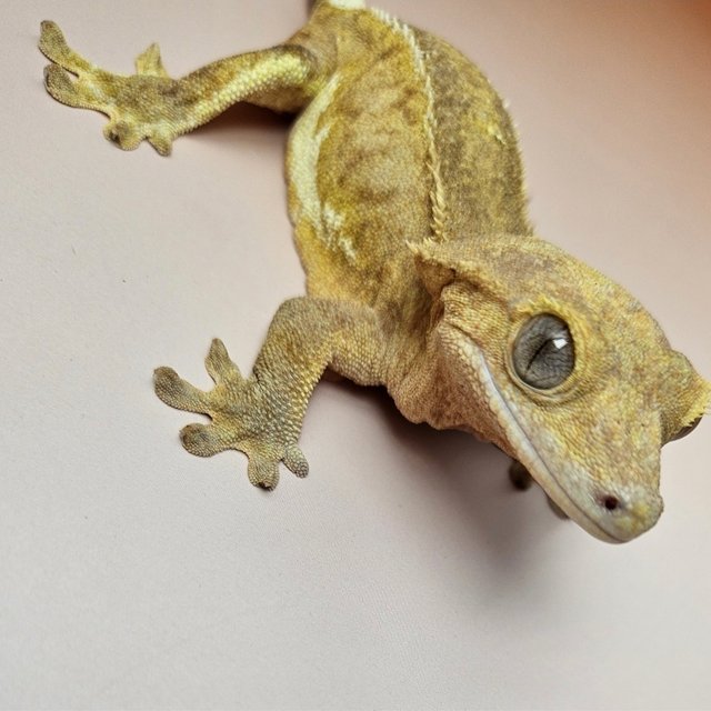 릴리화이트 팬텀 스트로베리 레드