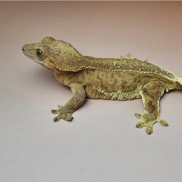 릴리화이트 팬텀 스트로베리 레드