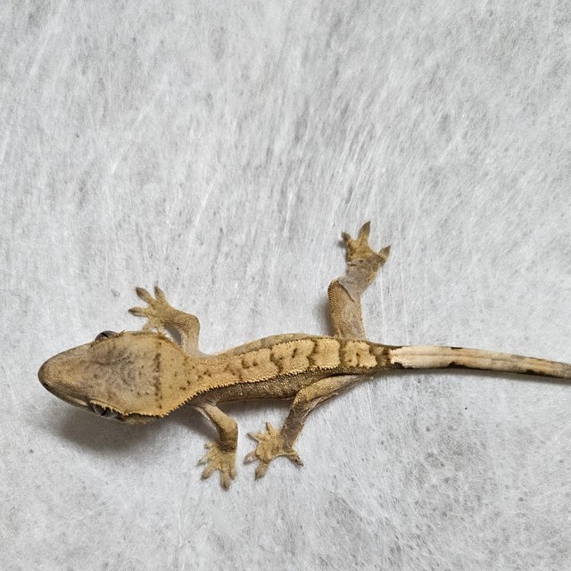 노멀 익스트림할리퀸 할리퀸 레드 텐저린