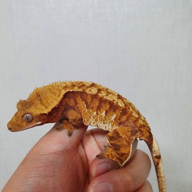 트라이 익스트림할리퀸 레드 바브