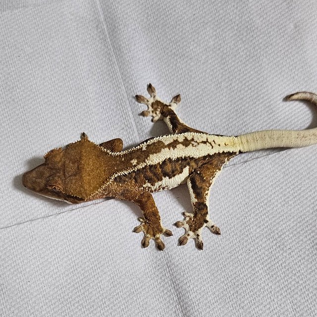 프라푸치노 카푸치노 화이트크라운