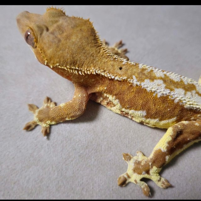 릴리화이트 팬텀 레드 스트로베리