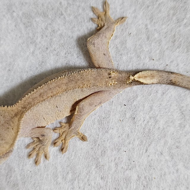 노멀 팬텀 벅스킨 옐로우 크림 크림시클