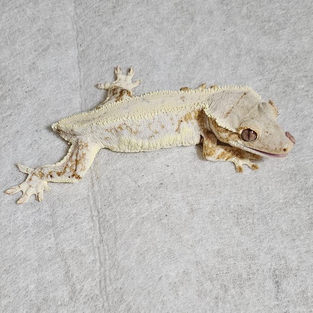 릴리화이트 드리피 솔리드백 풀핀 화이트크라운 크림