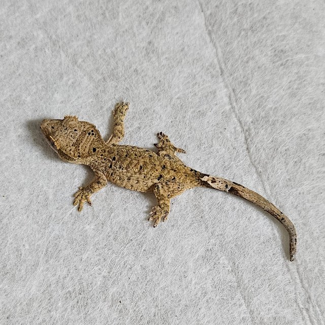 팬텀 달마시안 벅스킨 화이트 옐로우 레드