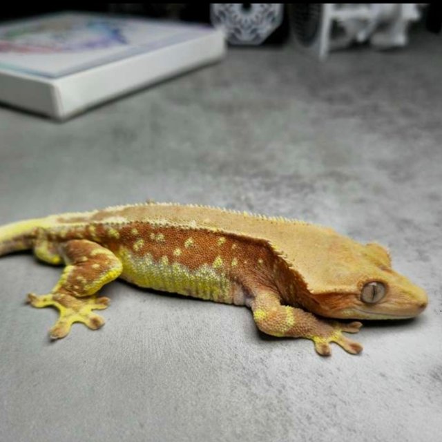 릴리화이트 팬텀 화이트포트홀 레드