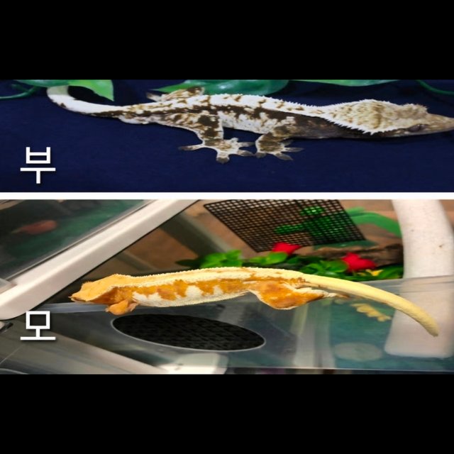 릴리화이트 드리피 크림 크림시클 화이트