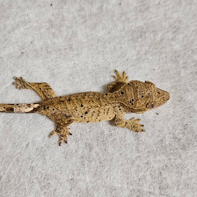 팬텀 달마시안 벅스킨 화이트 옐로우 레드