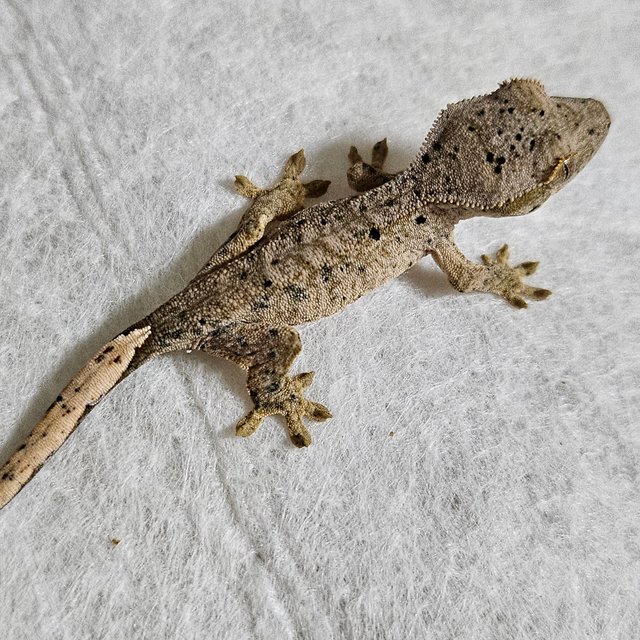 달마시안 벅스킨 옐로우 화이트 레드