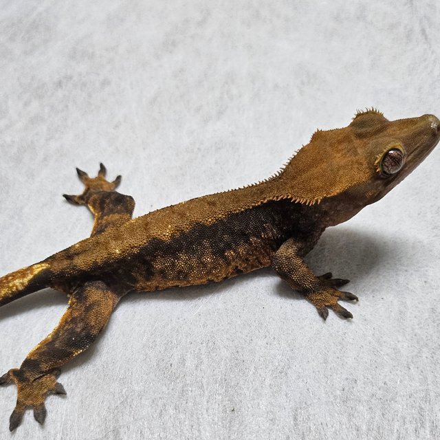 노멀 할로윈 할리퀸