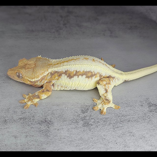 릴리화이트 드리피 풀핀 레드 화이트