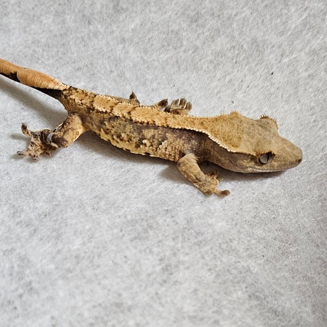 노멀 트라이 익스트림할리퀸 할리퀸 텐저린