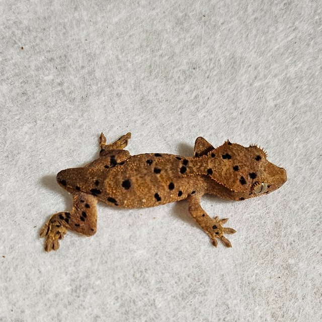 노멀 달마시안 벅스킨 레드 옐로우 화이트