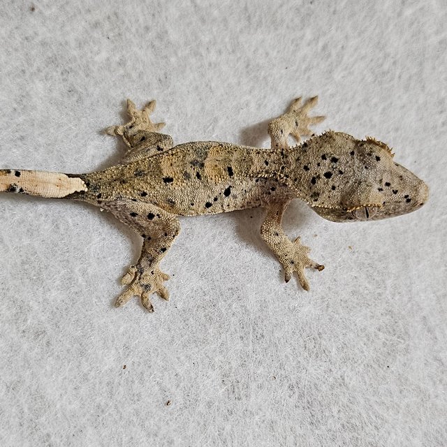 노멀 달마시안 벅스킨 옐로우 화이트 레드