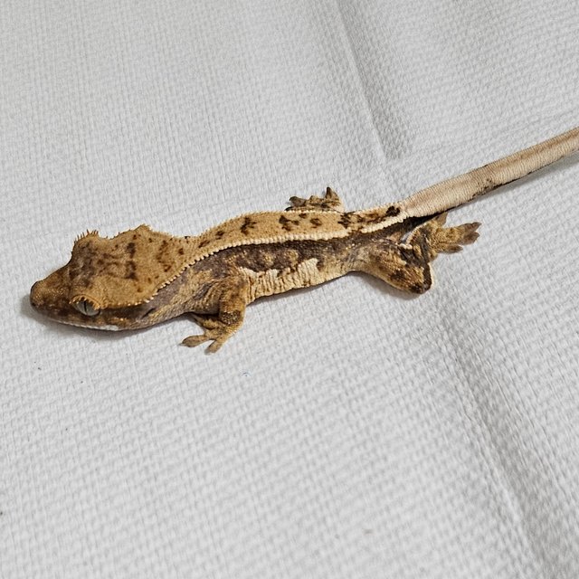 노멀 핀스트라이프 익스트림할리퀸 풀핀 텐저린 화이트스팟