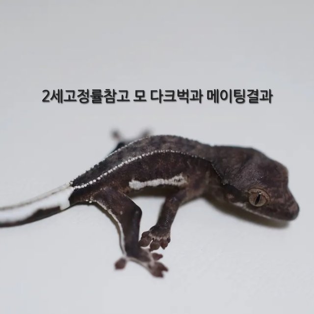 릴리화이트 팬텀 다크 블랙 챠콜