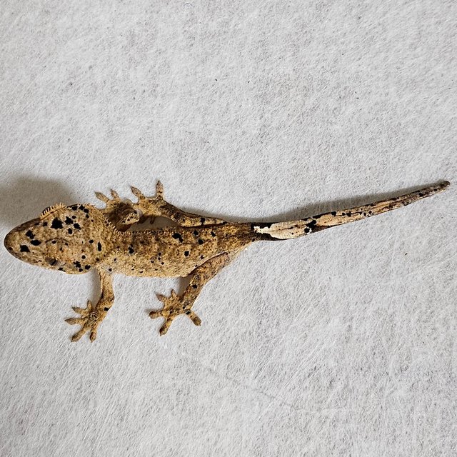 노멀 달마시안 레드 옐로우 화이트 벅스킨