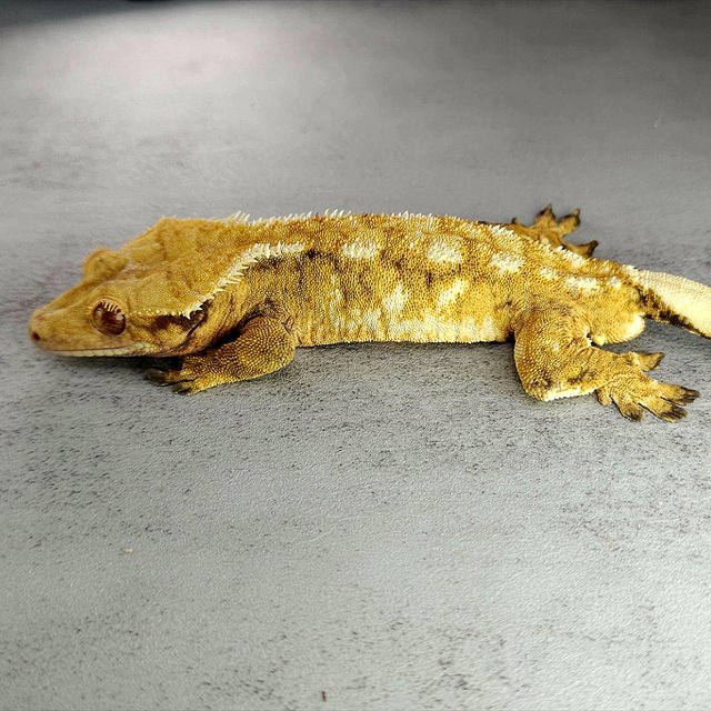 노멀 트라이 익스트림할리퀸 할리퀸 화이트스팟 텐저린