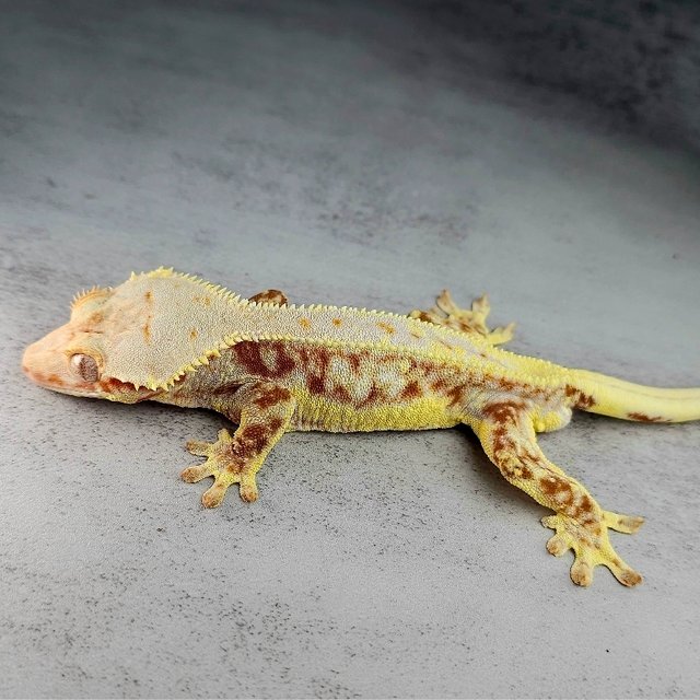 릴리화이트 풀핀 레드