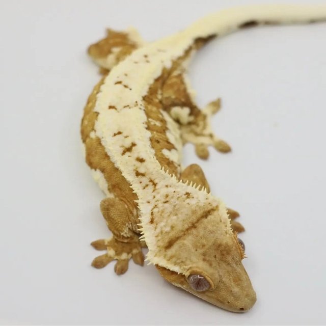 릴리화이트 드리피 화이트핀 옐로우 풀핀