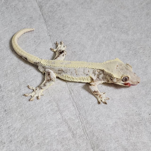 릴리화이트 드리피 화이트크라운 풀핀 화이트