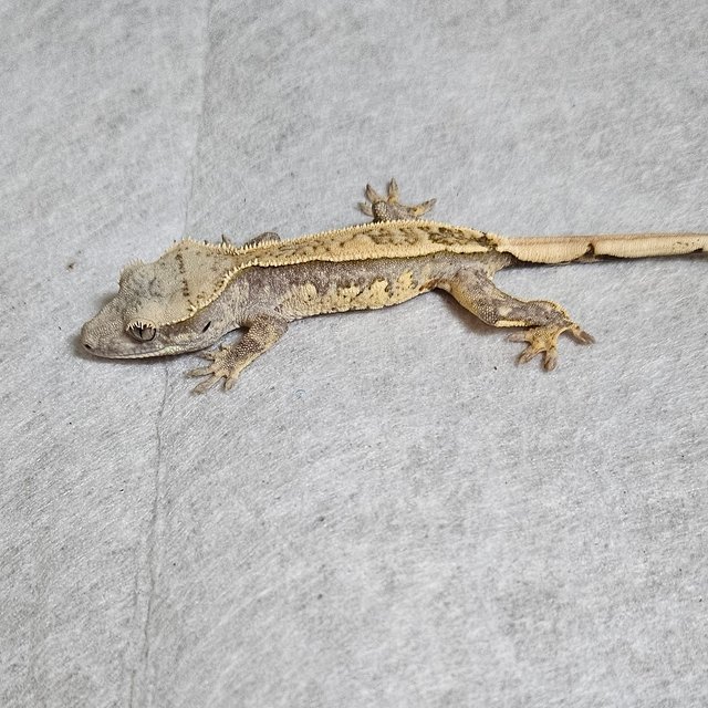 노멀 쿼드 풀핀 핀스트라이프 화이트스팟 트라이