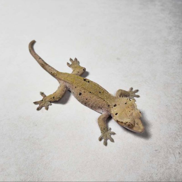 노멀 바이 벅스킨 달마시안 레드 슈퍼달마시안