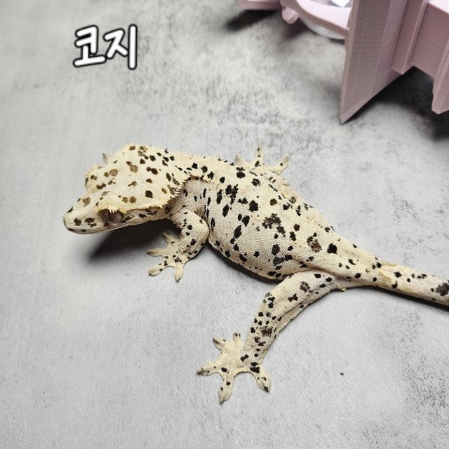 달마시안