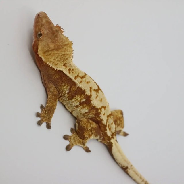 노멀 트라이 화이트크라운 화이트스팟 레드