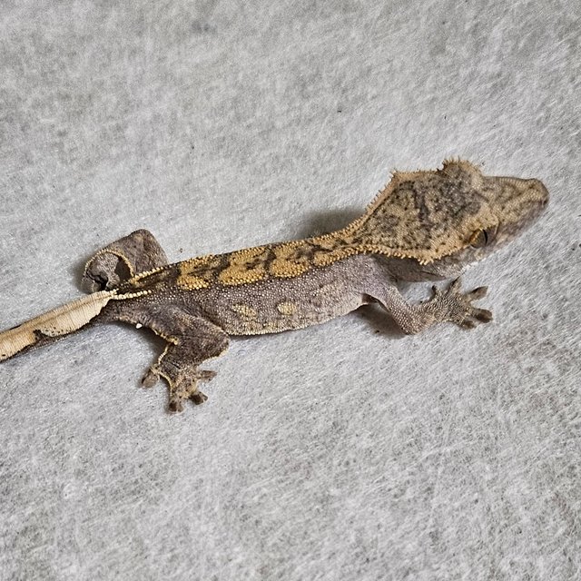 100%헷아잔틱 챠콜