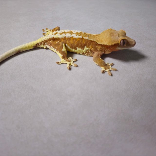 릴리화이트 팬텀 레드 화이트핀