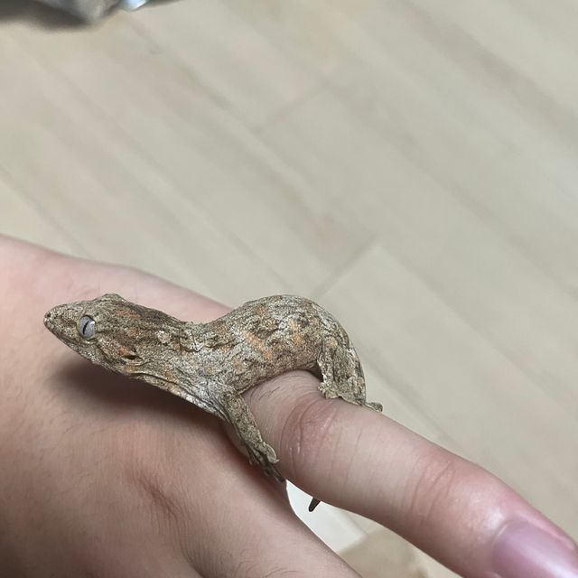 브로쓰