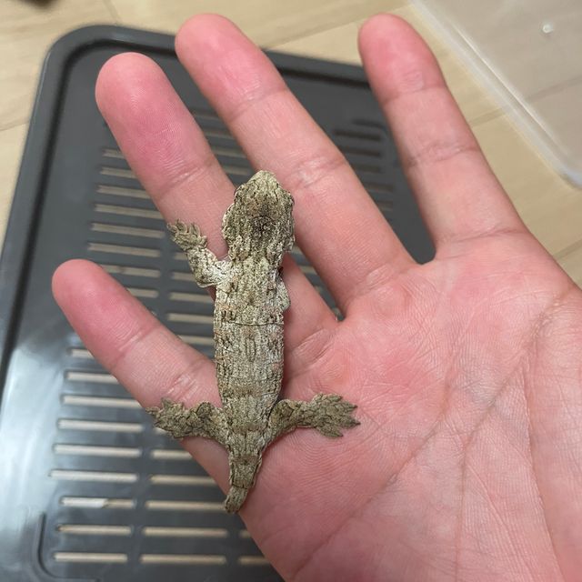 브로쓰