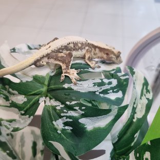 릴리화이트