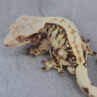 풀핀 트라이