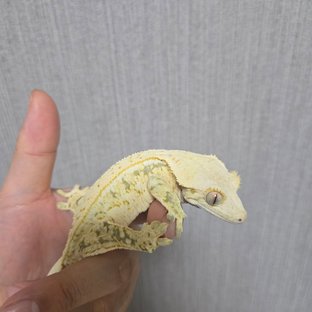 노멀