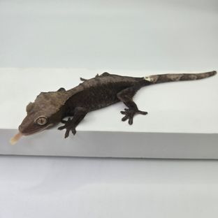 아잔틱