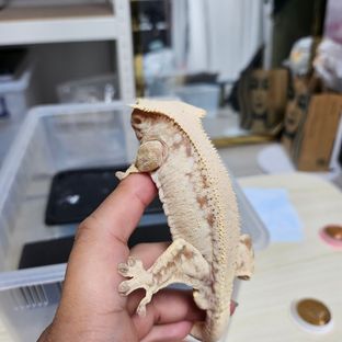 레드 드리피