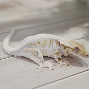 릴리화이트 솔리드백