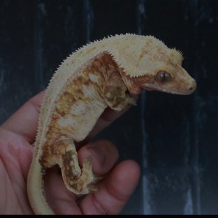 화이트핀 트라이