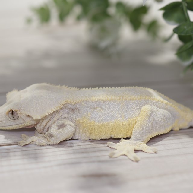 솔리드백 릴리화이트