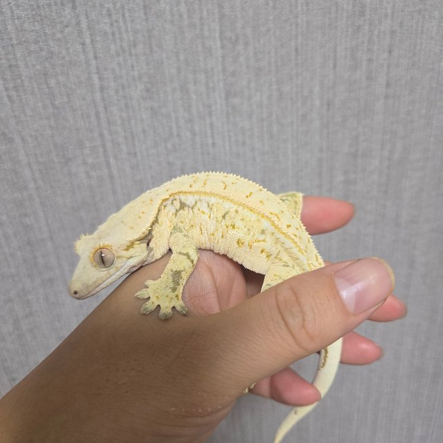 노멀