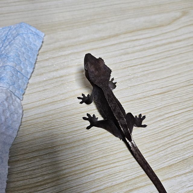 아잔틱