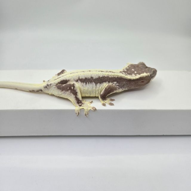 릴잔틱