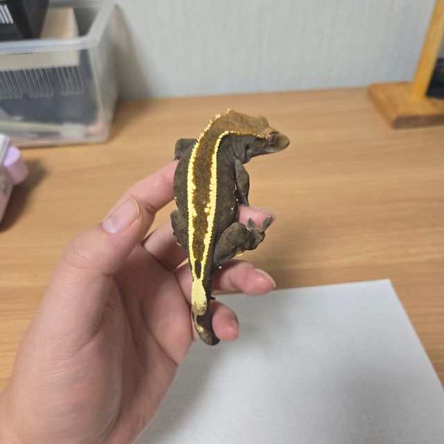 카푸치노