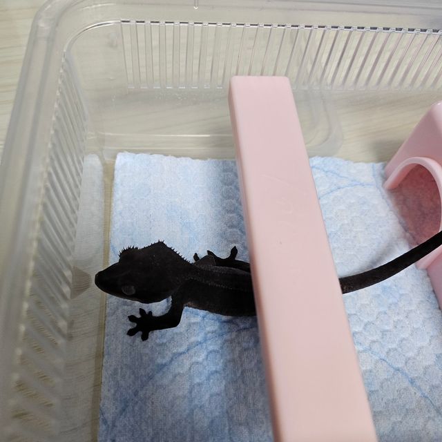 아잔틱