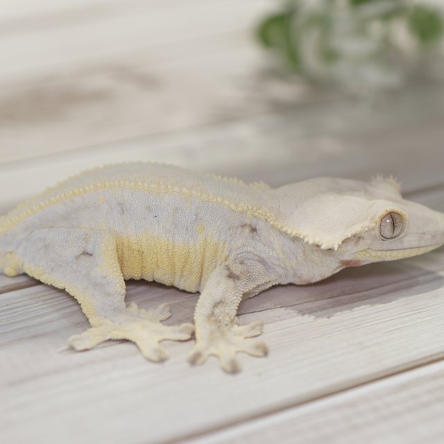 솔리드백 릴리화이트